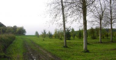 Barcy